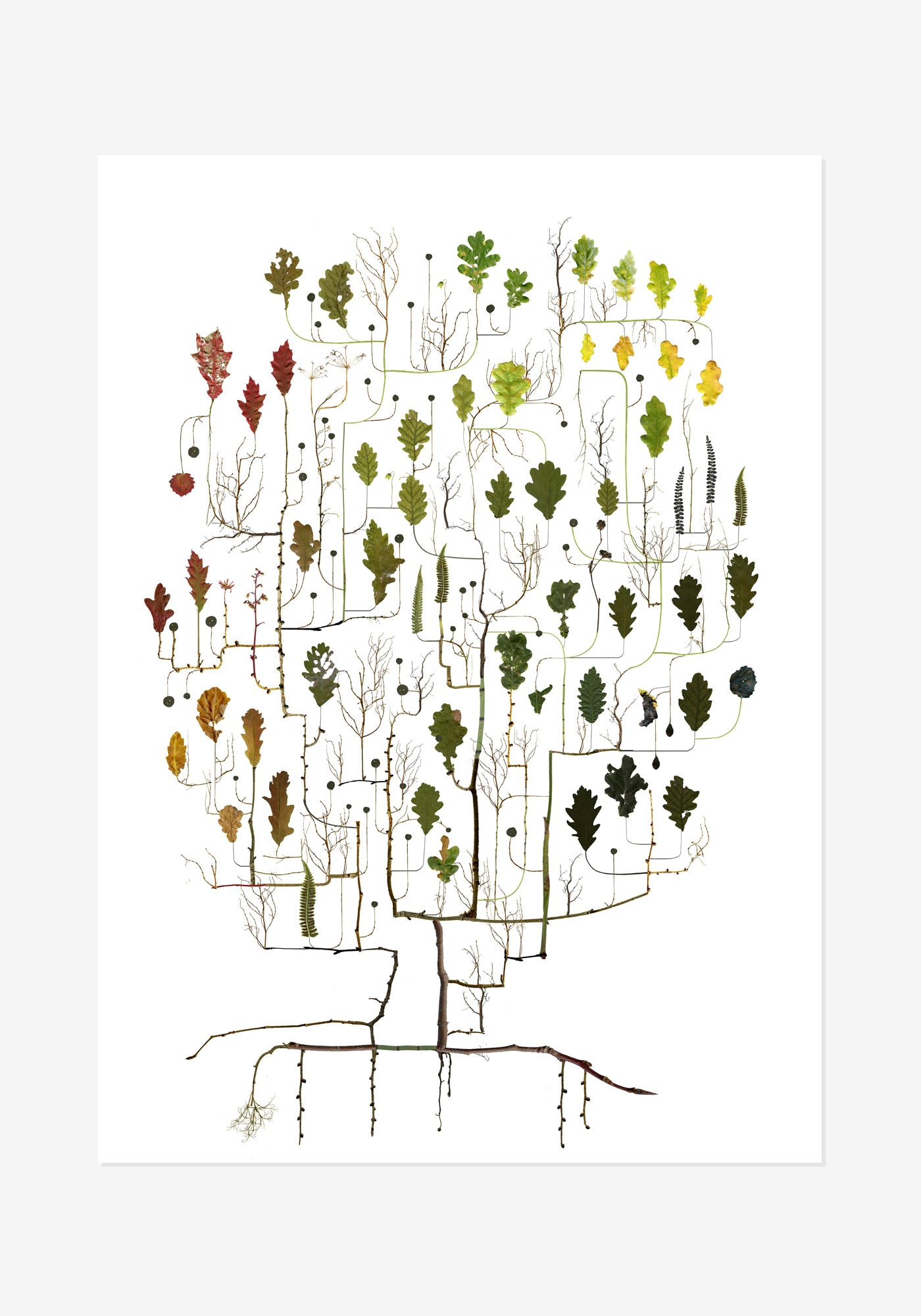 Poster, Lottas Träd, Eken