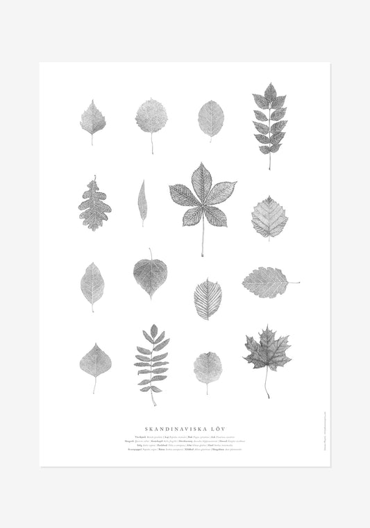 Poster, Johanna Magoria, Skandinaviska löv