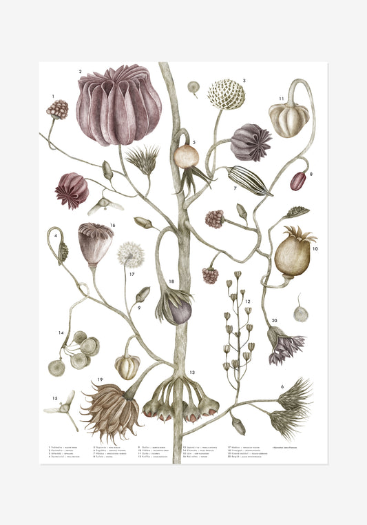 Poster, Jonna Fransson, Frökarta