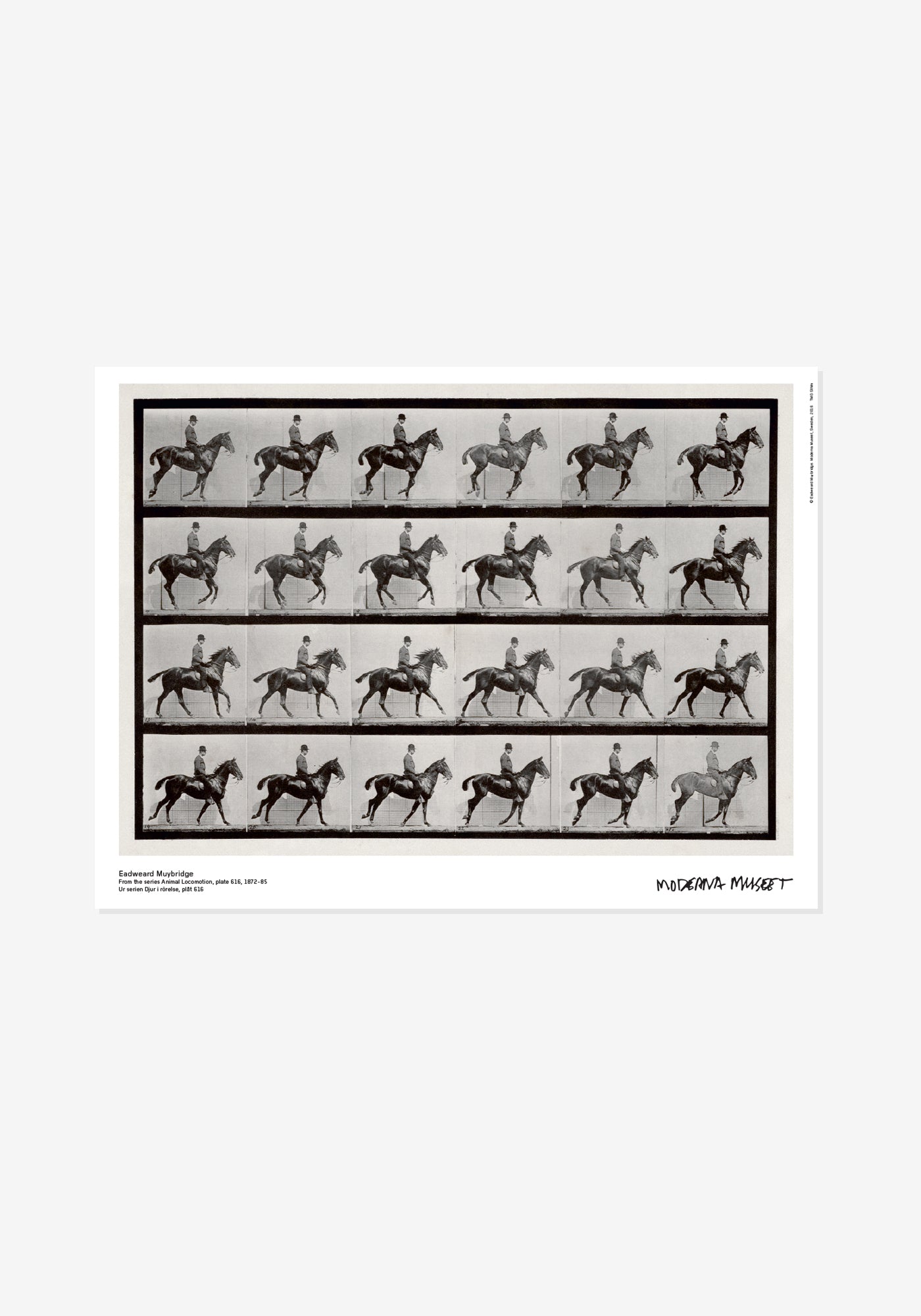 Poster, Eadweard Muybridge, Ur serien Djur i rörelse