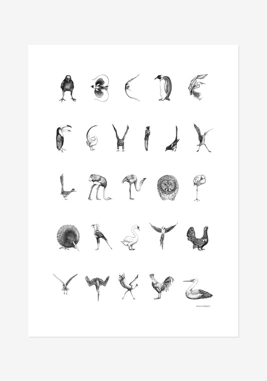 Poster, Johanna Magoria, Fågelalfabet, engelska