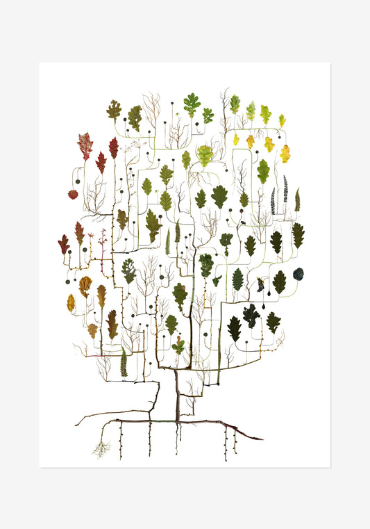 Poster, Lottas Träd, Eken