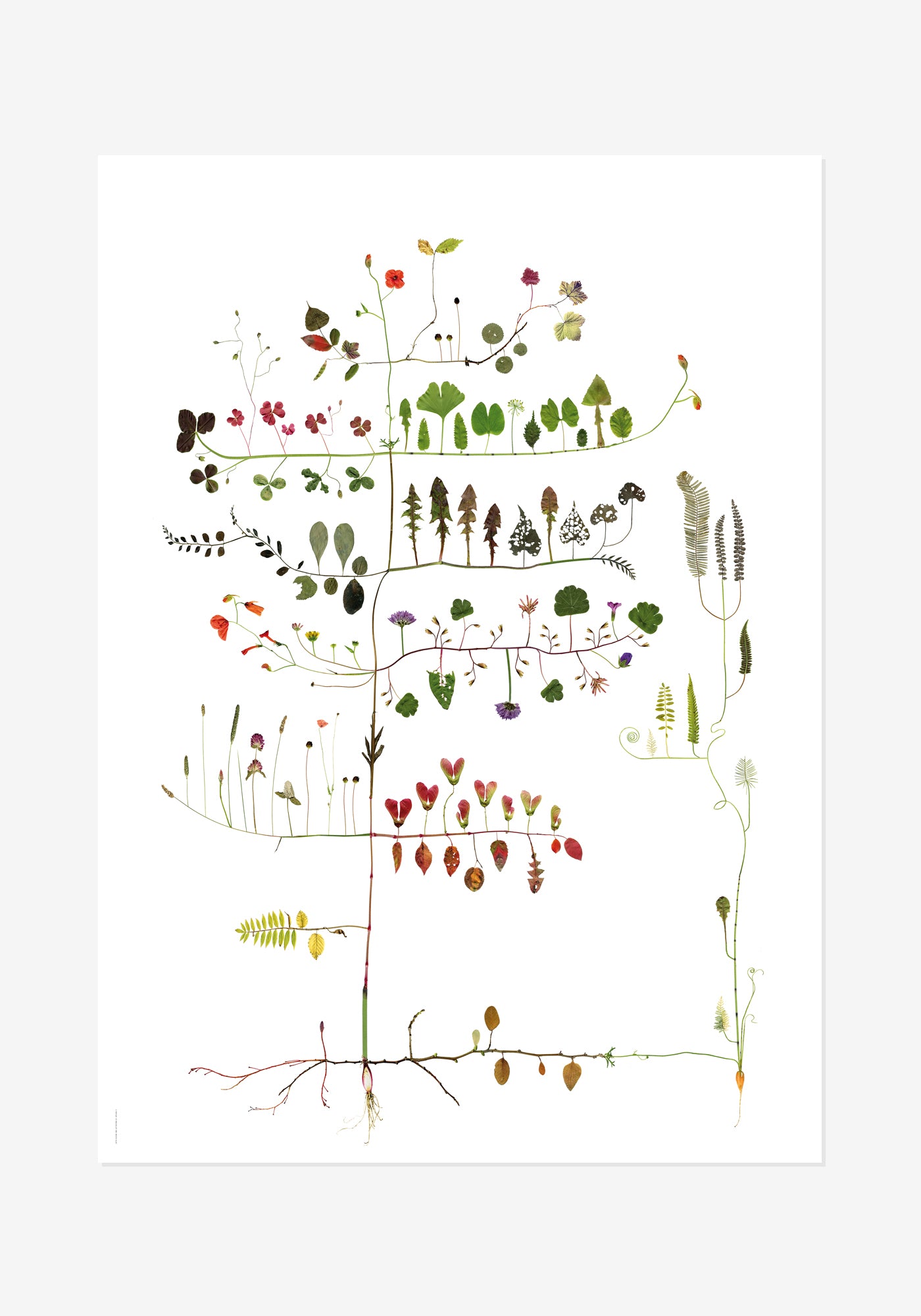 Poster, Lottas Träd, Multiväxt