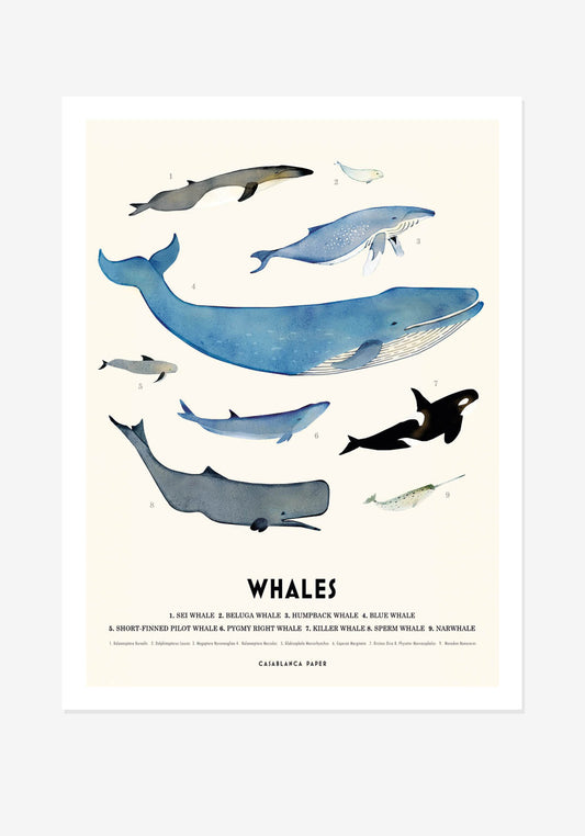 Poster, Casablanca Paper, Whales
